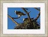 Ospreys Honeymoon Island State Park Florida Framed Giclee Print