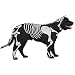DOGGIE BONES MD - MEDIUM