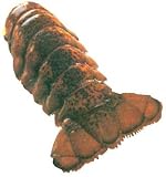 Charleston Seafood Frozen Lobster Tails, 32-Ounce Box