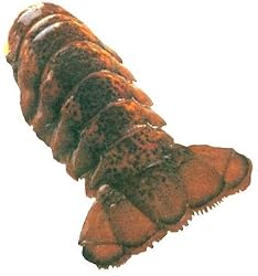 4, 8 oz. Lobster Tails