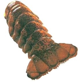Charleston Seafood Frozen Lobster Tails, 32-Ounce Box by Charleston Seafood
