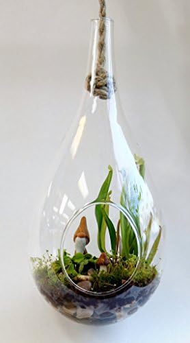Large Carnivorous Teardrop Terrarium with Gnome, Mushroom and Moss
