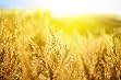 Yellow Autumn Grass and Sunset