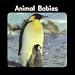 Animal Babies (Little Nature Books)