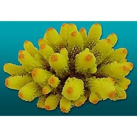 Natures Image No. 72A Humilis Coral Yellow 5.75in x 5.75in x 4.25in Acropora humilis Coral... by Natures Image