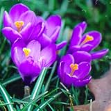 Crocus vernus bulb Remembrance - 25 Pack