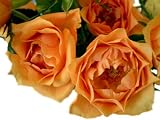 �T���[�@�y�I�����W�z�@10�{�@���o���̉ԑ����@