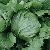 Outdoor Living : Lettuce Sonette