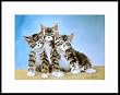Three Kittens by Drew Strouble
