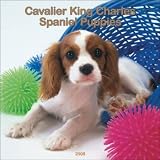 Cavalier King Charles Spaniel Puppies 2008 Wall Calendar