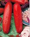 Hmong Red Cucumber Plant