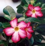 Adenium Obesum - Desert Rose Bonsai - 100 Seeds