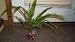 4 Inch Kimberly Queen Australian Sword Fern Live Plant Valentine's Day
