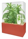 DuneCraft That Work - Stevia