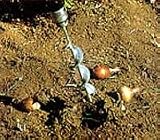 9 Cordless or Electric Bulb Planter - EFFORTLESS!