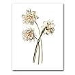 Narcissus, German School, circa 1790 - Gift Enclosure Cards (set of 12)