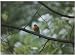 Robin in a Suburban Garden Photographic Poster Print, 12x16