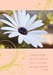 Birthday W/ White Daisy