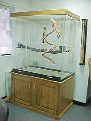 Amazon Acrylic Cage Oak Base