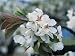 Close-Up of Sour Cherry Flowers (Prunus Cerasus) Photographic Poster Print by C. Sappa, 30x40