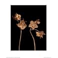 Lenten Rose by Joyce Tenneson. Art Print Poster FRAME IT.. 15.75 inches width by 19.5 inches height. Highest Quality Art Poster Print