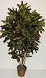 5' Croton Plant on Real Wood Stalk
