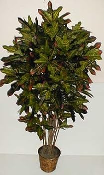 6' Real Wood Croton Bush