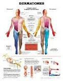 Dermatomes Anatomical Chart