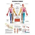 Dermatomes Anatomical Chart