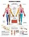 Book Dermatomes Anatomical Chart