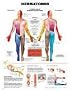 Dermatomes Anatomical Chart