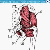 Muscles Anatomy Flash Cards (Bryan Edwards) downloadable Software