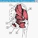 Muscles Anatomy Flash Cards (Bryan Edwards) downloadable Software