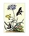 Polianthius Oxalis and Iris - Georg Dionysius Ehret Art Print Poster 22 x 28