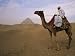 Bedouin Camel Rider in Front of Pyramid of Djoser, Egypt, North Africa Art Photographic Poster Print by Staffan Widstrand, 16x12