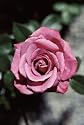 Baby Paradise (Rosa Miniature) - Bare Root Rose