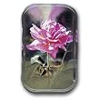 One Pink Rose - Rectangle Glass Paperweight (2-1/2" x 4" x 1")