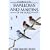 A Handbook to the Swallows and Martins of the World (Helm Field Guides)