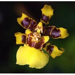 2 Oncidium sphacelatum Species Orchid Plants Potted