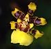 2 Oncidium sphacelatum Species Orchid Plants Potted