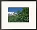 Marijuana Bushes, Near Hopar Glacier, Hunza, Pakistan Framed Art Poster Print by Jane Sweeney, 21x17