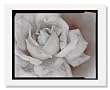 Olivia Parker, Rose, Ephemera portfolio