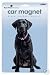 Large Black Labrador Dog Car / Truck Magnet