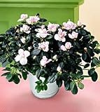 The FTD® Azalea (Lg)