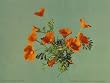 California Poppies - Exceptional 16" x 20" print of vintage color photochrome from the Library of Congress Collection