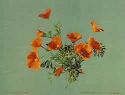 California Poppies - Exceptional 16" x 20" print of vintage color photochrome from the Library of Congress Collection