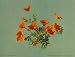 California Poppies - Exceptional 16" x 20" print of vintage color photochrome from the Library of Congress Collection