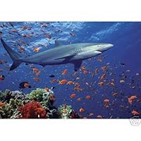 Melissa and Doug Shark 100 Piece Jigsaw Puzzle