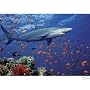 Melissa & Doug Shark 100 Piece Jigsaw Puzzle