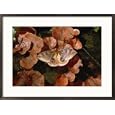 An Io moth lands on bracket fungi Subject Framed Art Poster Print by Darlyne A. Murawski, 29x21